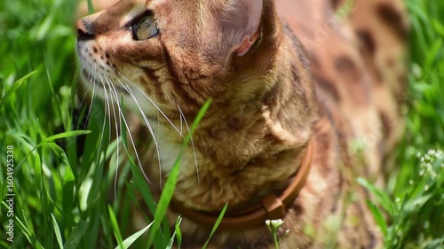 Portait of bengal cat sitting in grass hunting birds in summer,horizontal video