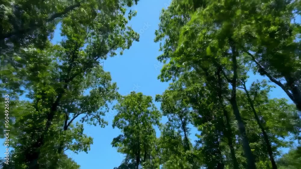 Lush Forest Canopy Above Lush Forest Canopy Above