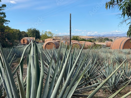 Ciudad Tequila - Agave y barricas de roble