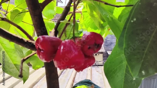 red Red rose apple or Syzygium malaccense planted in a pot on the roof of the house