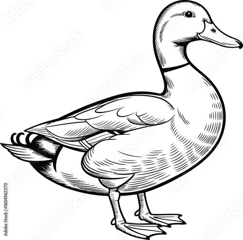 Duck Icon – Vintage Hand Drawn Duck Illustration in Black and White