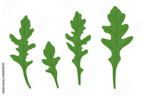 Arugula leaves in different shapes and sizes. Fresh green salad ingredient in flat style. Simple illustration, stock flat vector, isolated.