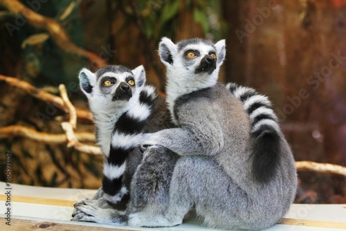 ring tailed lemur