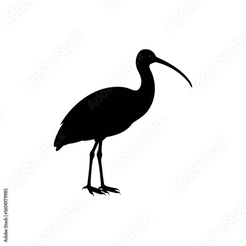 An ibis Bird's silhouette art vector illustration.