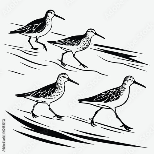 Sandpiper birds running along shoreline image silhouette design vector art and illustration