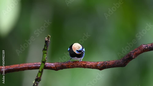 Golden-hooded tanager, Stilpnia larvata, soaked by rain