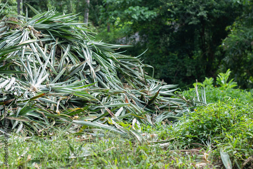 Pineapple scraps piled together on the grass.