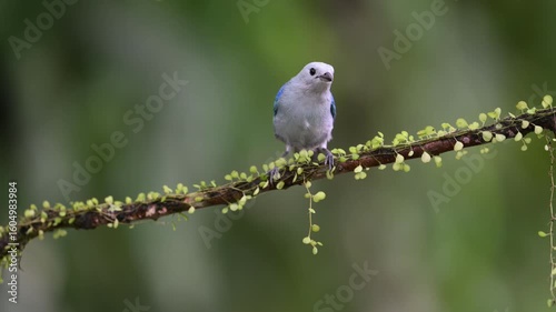 Blue gray tanager, Thraupis episcopus, bird sitting on the branch in heavy rain