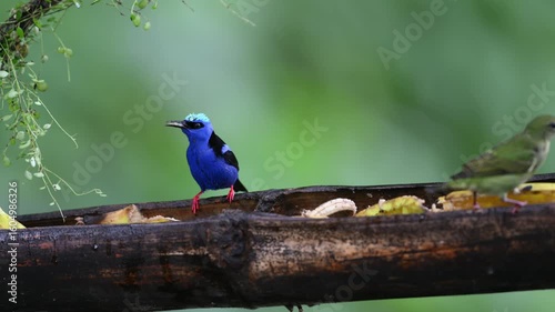 The Red-legged Honeycreeper, Cyanerpes cyaneus, bird feeding on fruit at a feeder