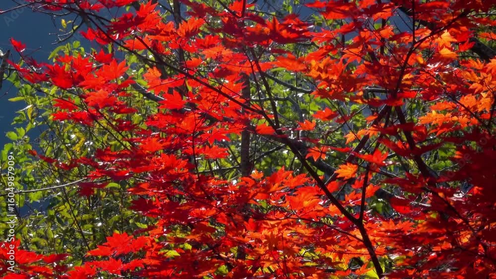 Vibrant red maple leaves against green foliage in autumn season