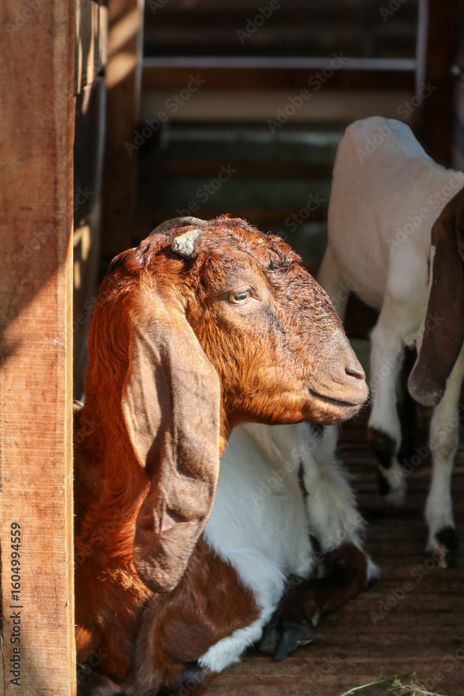 Naklejka premium A baby goat and mother in a stall in a barn.goat and its kid resting in lush green field, surrounded by flowers, exuding peaceful and serene atmosphere