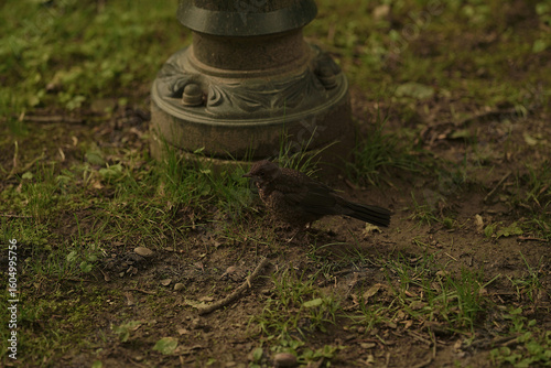Wallpaper Mural a small bird standing on the ground near a decorative pole, surrounded by grass and dirt. Torontodigital.ca