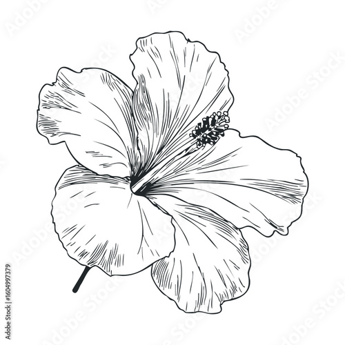 Black and white hibiscus illustration: detailed floral line art design