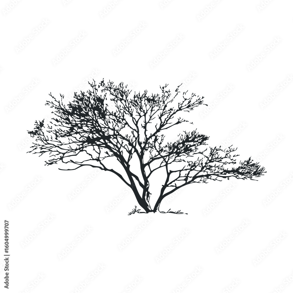 Fototapeta premium Silhouette of leafless tree with delicate branches on white background