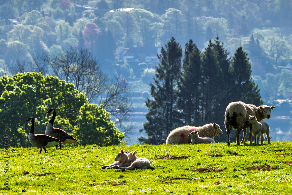 Fototapeta premium Farms over Esthwaite Water, Lake District National Park, Cumbria, England