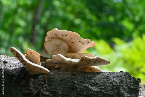 Close-up photo of a wild mushroom on a broken tree trunk with green, out-of-focus trees in the background. Location: Brasschaat (Belgium)