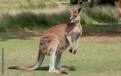 Large australian kangaroo standing in a grassy field