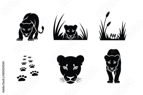 Black panther silhouettes and paw prints lioness