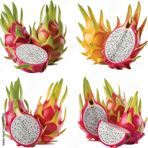 Fresh Dragon Fruit Vector Collection – High-Quality Tropical Fruit Images