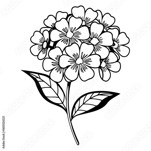 Hydrangea Flower Gardening Guide