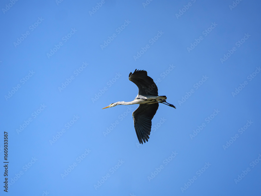 Obraz premium Grey Heron in flight