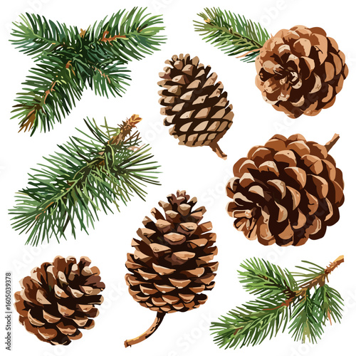 Watercolor pine cones and conifer branches illustration on white