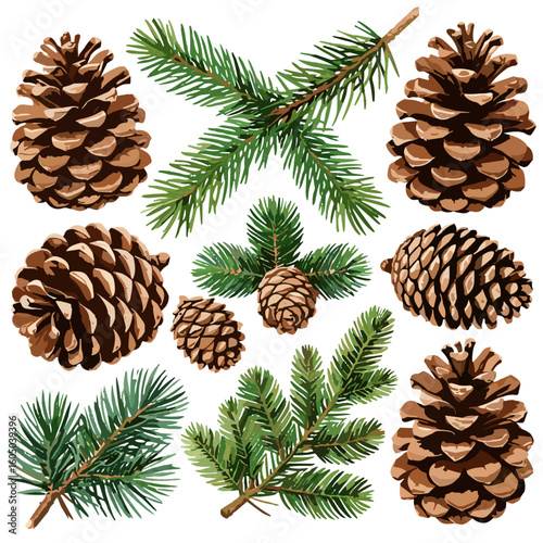 Watercolor pine cones and conifer branches illustration on white