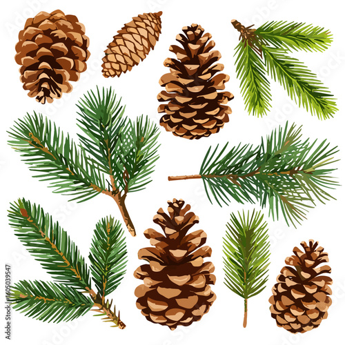 Watercolor pine cones and conifer branches illustration on white