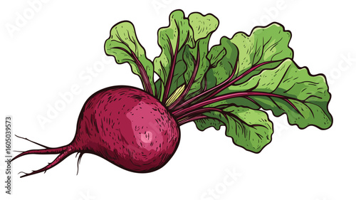 Vibrant Beetroot Vector Illustration for Food Designs
