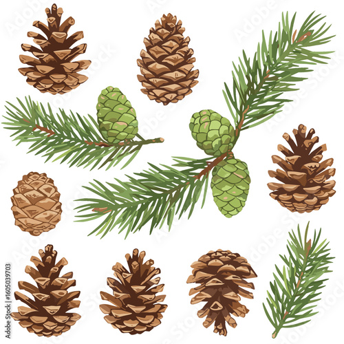 Watercolor pine cones and conifer branches illustration on white