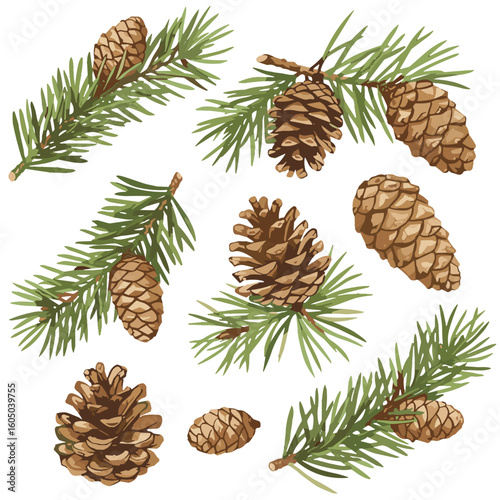 Watercolor pine cones and conifer branches illustration on white