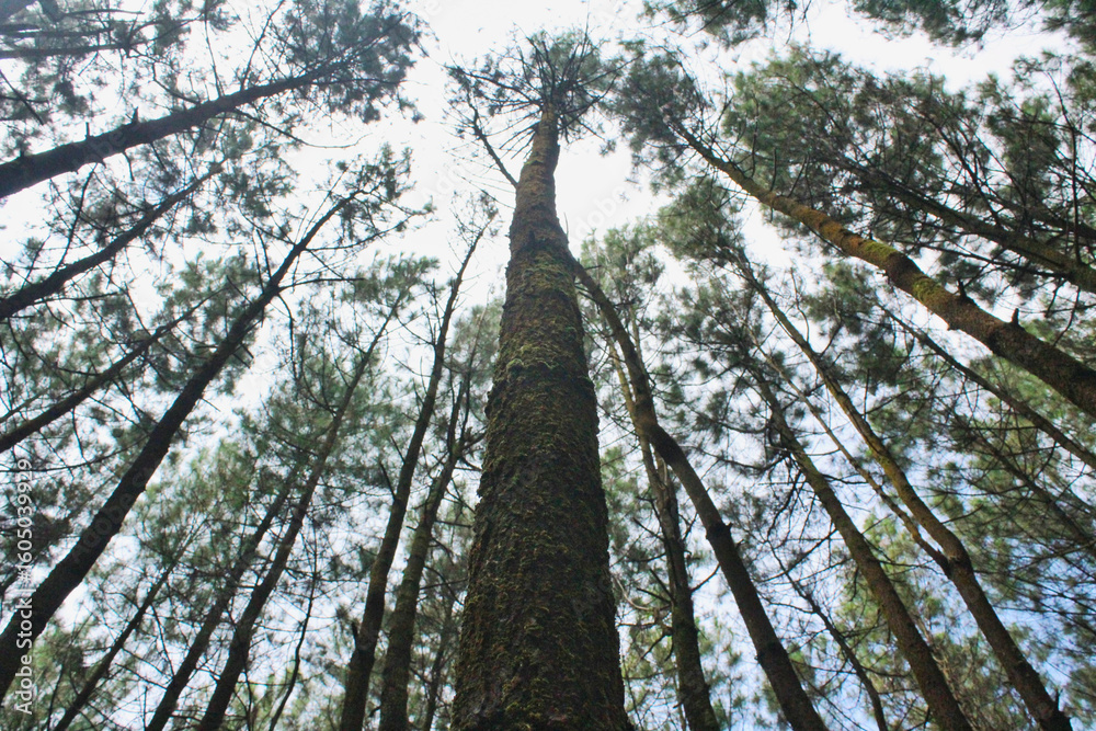 Fototapeta premium Pine trees in the forest