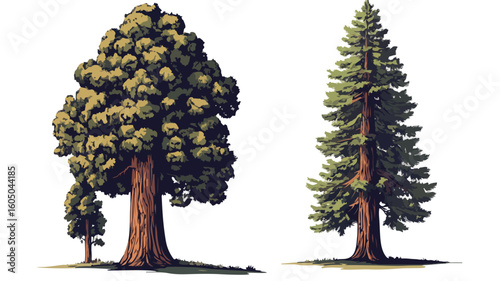Majestic Sequoia Tree Vector Illustration in Nature