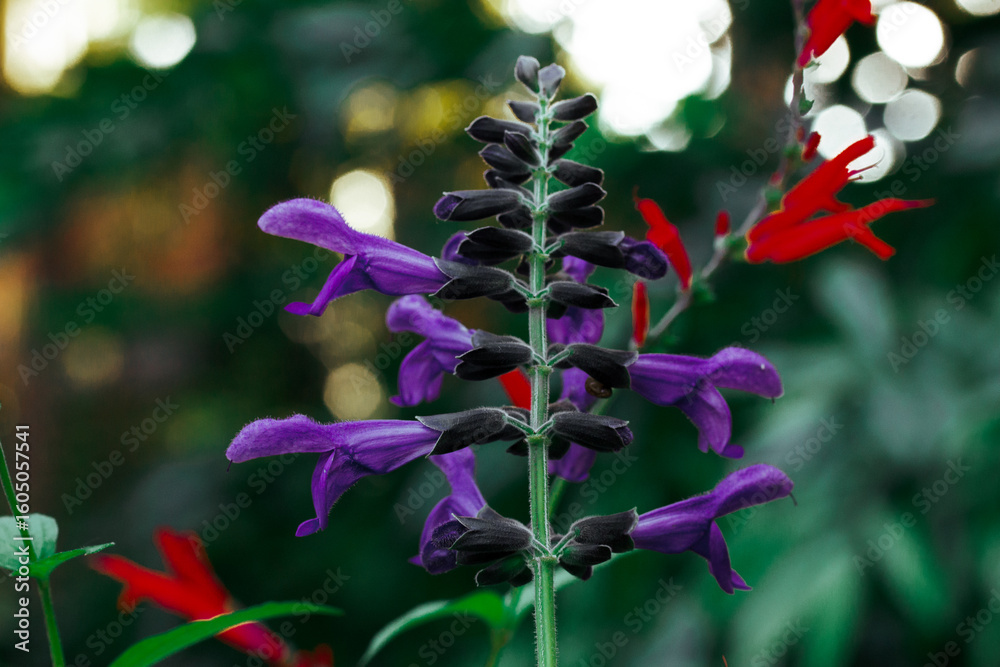 Obraz premium Brazilian anisesage. Salvia guaranitica on deep green background. Tiny violet and red flowers growing in a tropical botanical garden. Small flower buds in bloom. Perennials plants bloom Dark key photo