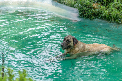 A street dog cools off in a fountain. A dog on a hot day.