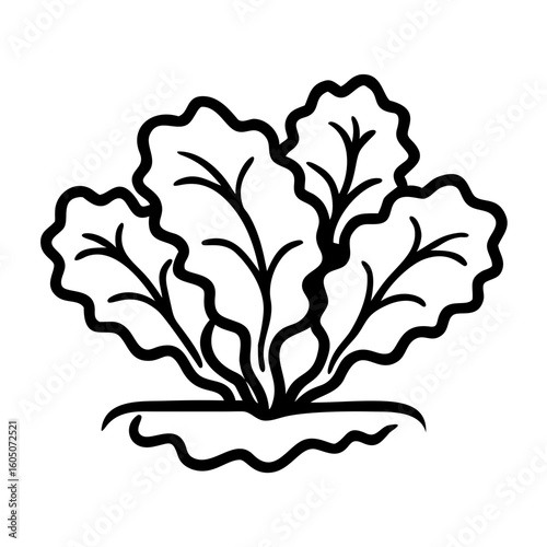 Lettuce growing in soil with green leaves in a simple design  