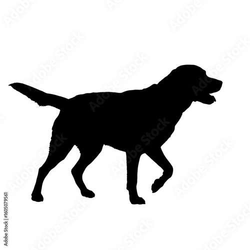 silhouette of a labrador retriever walking, isolated on a white background