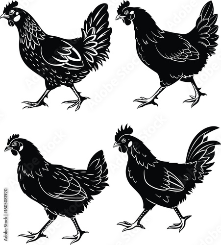 Set of Four Chicken Hen Silhouettes Walking – Farm Poultry Animal Vector Illustration for Agriculture and Backyard Designs