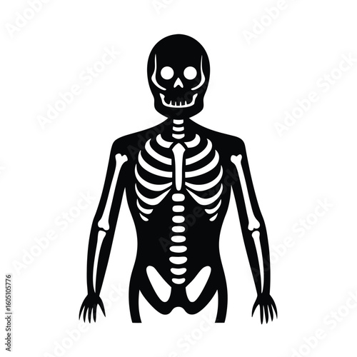 vector illustration of a human skeleton