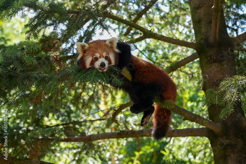 a cute red panda (Ailurus fulgens) hanging on a tree