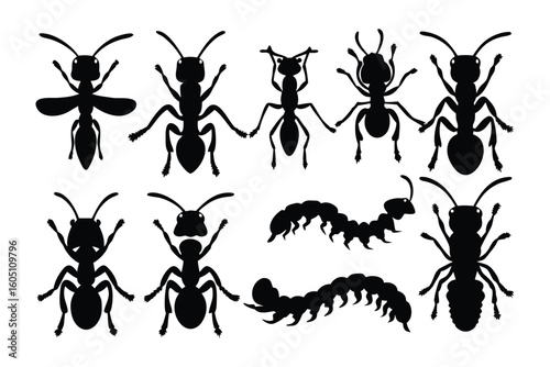 Collection of silhouetted insects with long antennae and segmented bodies arranged in rows