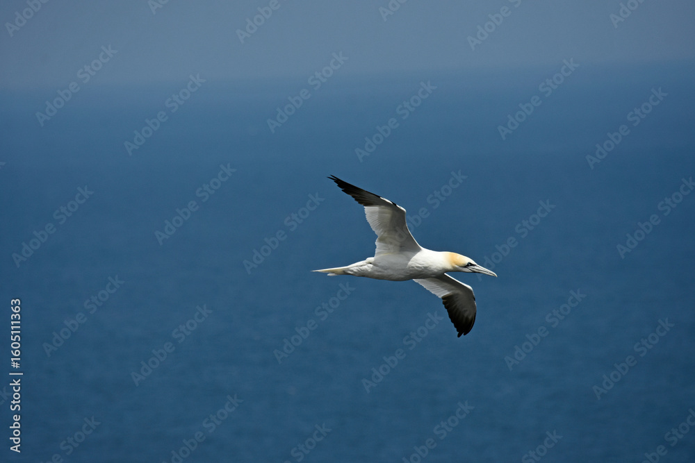Fototapeta premium Gannet bird Bempton Cliffs North Sea 