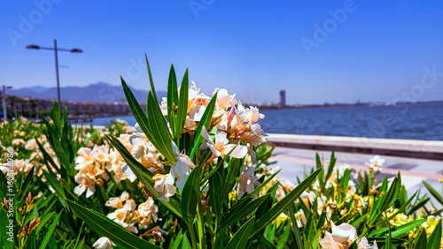 A sunny summer day in Izmir, Turkey.