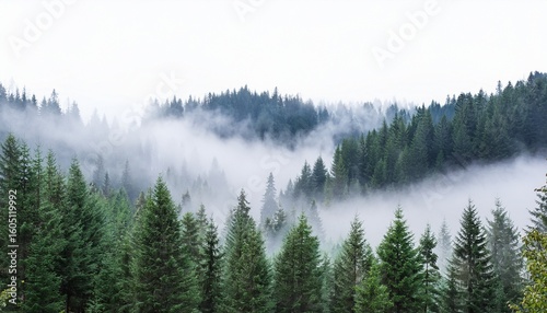 misty forest with fog on white background