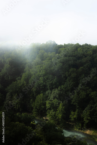 Spring Bloom - Forest Bluff