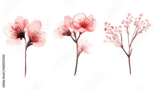 Watercolor cherry blossom branch and delicate baby’s breath floral stems illustration
