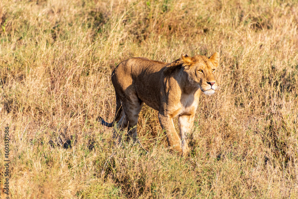 Telephoto of a female lion -Panthera Leo- in the Serengeti, Tanzania Telephoto of a female lion -Panthera Leo- in the Serengeti, Tanzania