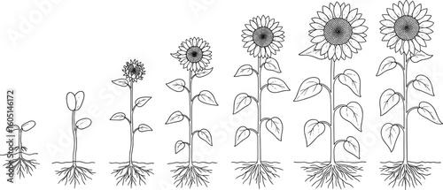 Sunflower growth stages from seed to full bloom, botanical life cycle illustration, educational plant diagram, hand-drawn nature development chartSunflower growth stages fro