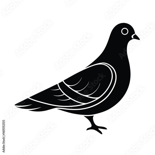 dove on white background