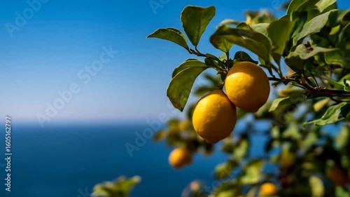 Lush lemon tree branch sways above blue ocean horizon under clear summer sky.